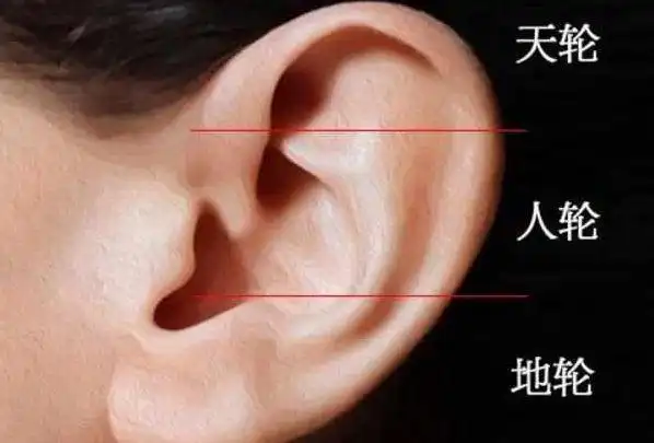 古川聊星座 2天前 我要分享 在人体构造之中,耳朵作为和大脑最接近的