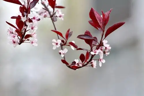 【首发】紫叶矮樱