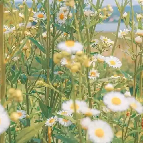 背景图 | 高级感爆棚的wechat背景图