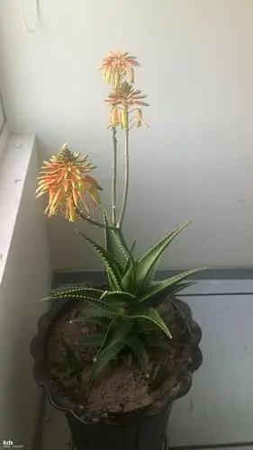 养了三年的芦荟开花了