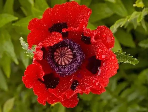 它是东方罂粟杂交系的亲本之一,东方罂粟的红色系花色继承于它.