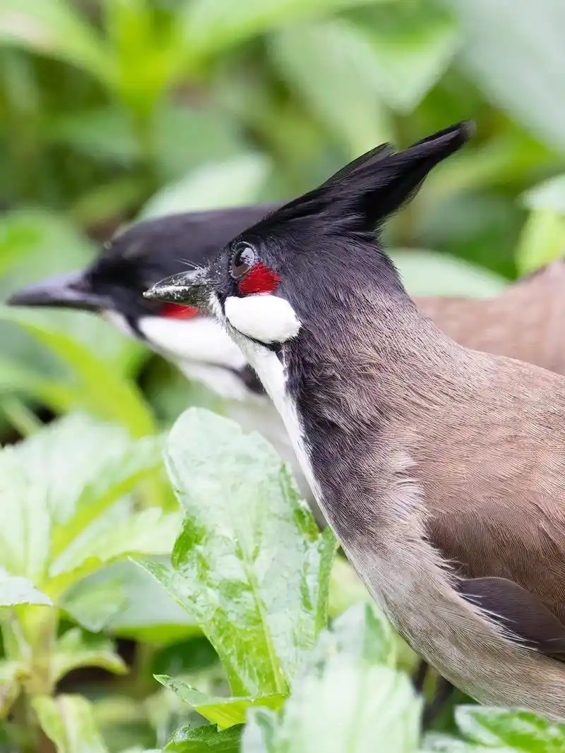 只是它这个头发浓密又乌黑(),很难看清楚.