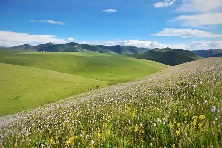 进入塔公草原的腹地,高反被眼前的美景所征服,无尽的草地与花海.