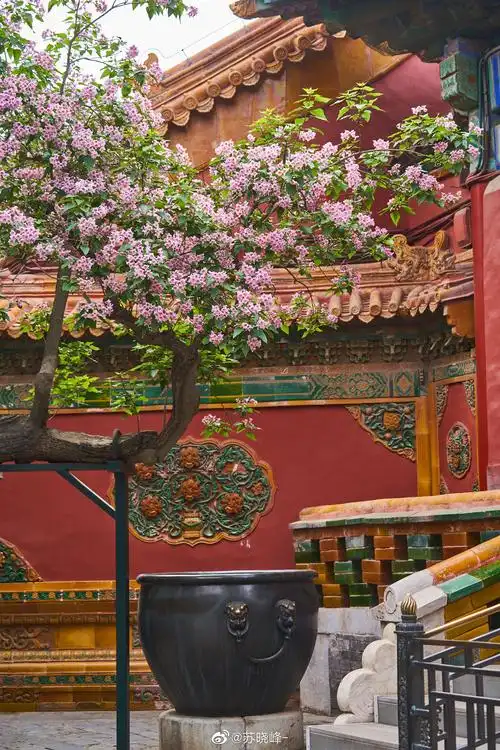 故宫 御花园 四百年楸树开花.