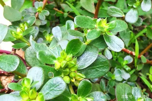 农村1种"瓜子菜",是润肺明目"特效药",3元一斤,别错过