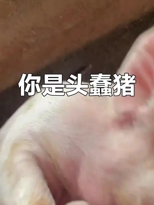 你就是一头猪,傻乎乎的!