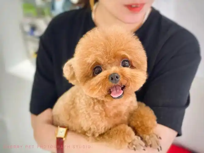 泰迪造型分享萌系小圆头