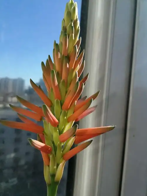 难得一见的芦荟开花啦.芦荟开花很少见到. 芦荟开花象征着好运到来.