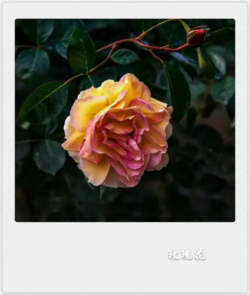 风雨彩虹铿锵玫瑰(首发)