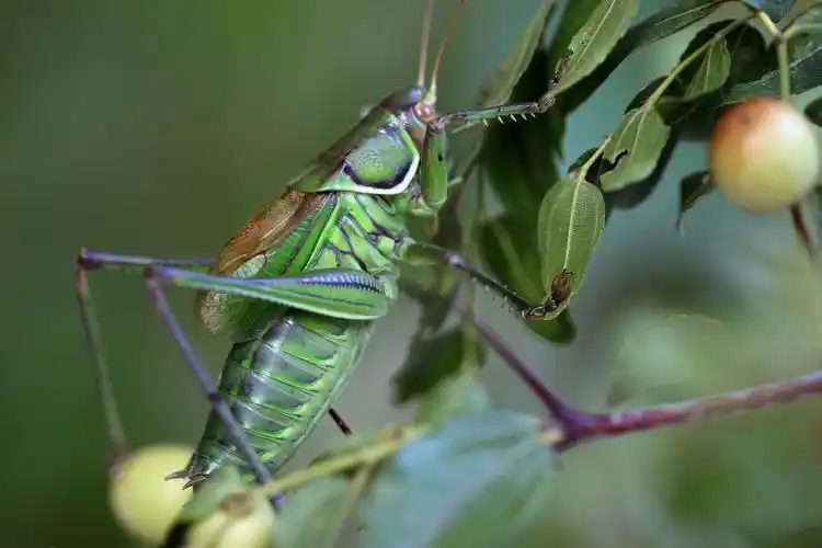 昆虫,蝈蝈,螽斯,动物蝈蝈图片 昆虫,蝈蝈,螽斯