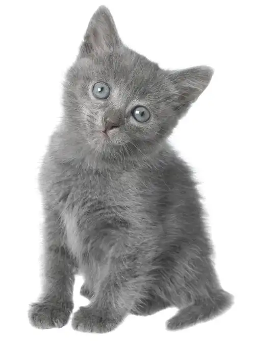 孤立的小灰色短毛猫小猫坐.