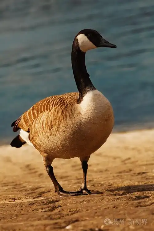 野鹅照片-正版商用图片1ijvhq-摄图新视界