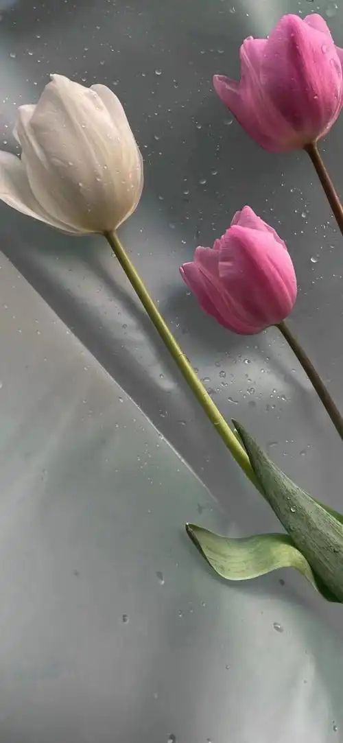 一些干净的只有几只花的壁纸楼内有菩萨贴了大量花花壁纸