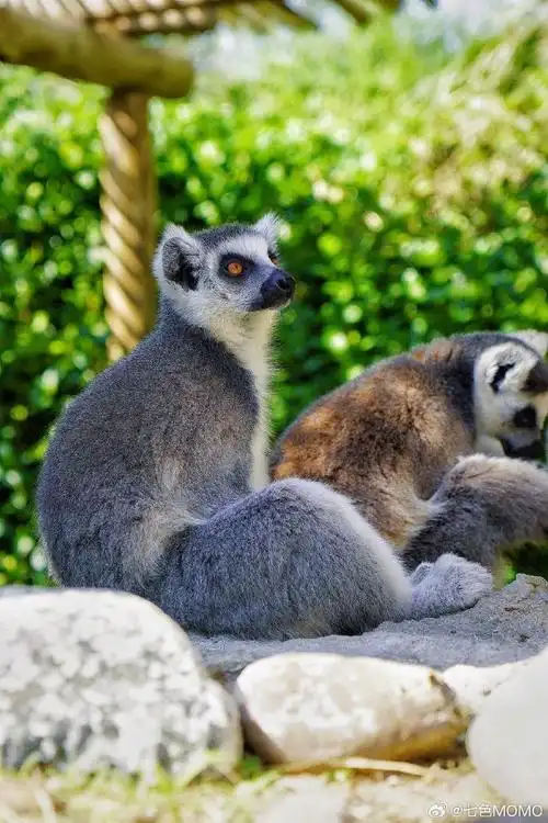 沙迦旅游必打卡,00沙迦野生动物园(sharjah safari park)    像极了