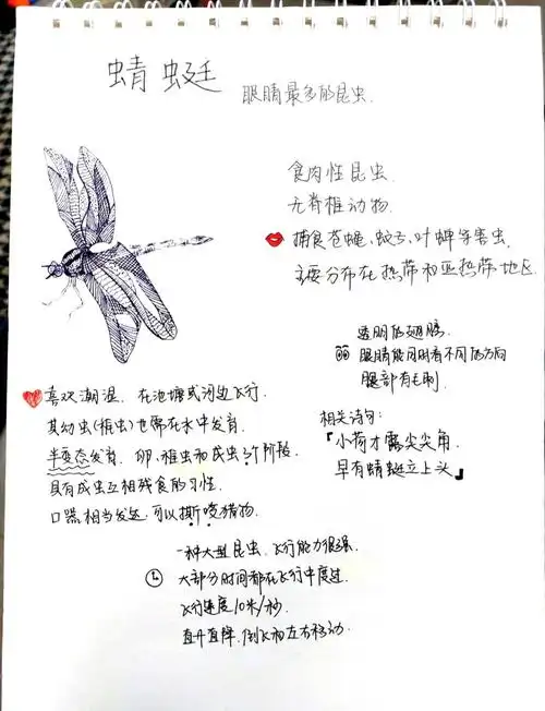 🌙睡前动物小知识:蜻蜓的奇妙世界🦋