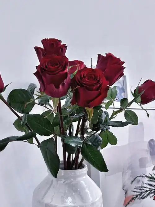 rose云南丝绒玫瑰高原红