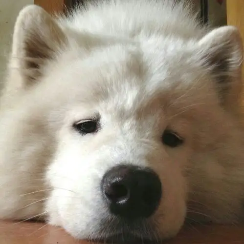 歪头杀&小黄人=绝配啊!#嘿铲屎官犬舍#.