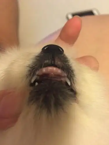 求看小狗年龄, 有牙齿图片, 是博美, 根据卖家说有三个月