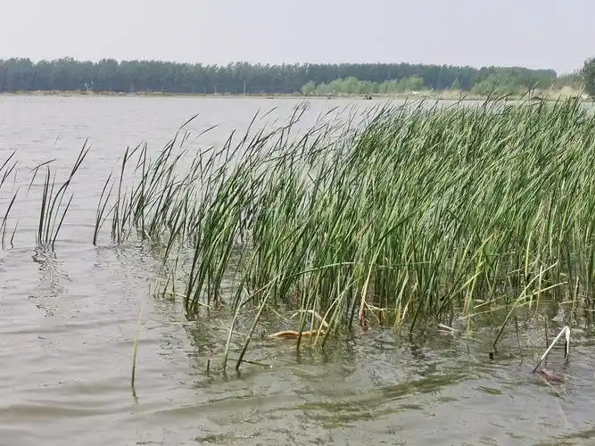 蒌蒿满地芦芽短