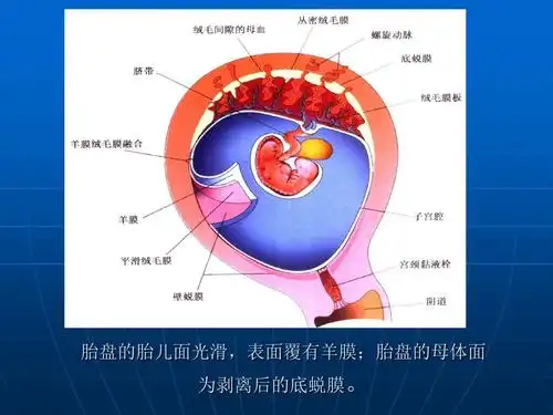 胎盘的发育及超声 课件ppt
