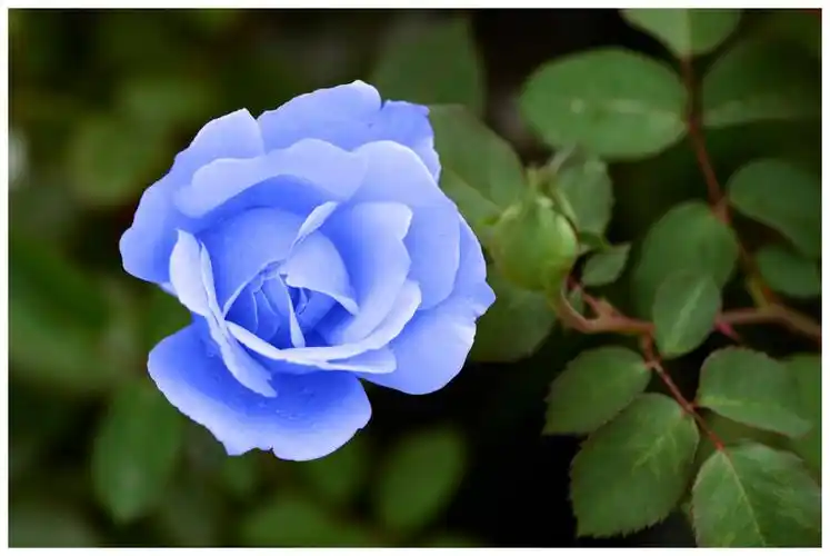 蓝色妖姬,月季和玫瑰