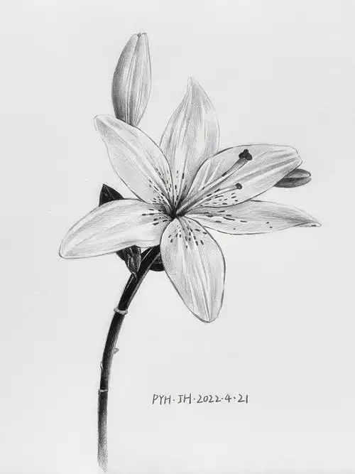 素描百合花步骤教程适合新手