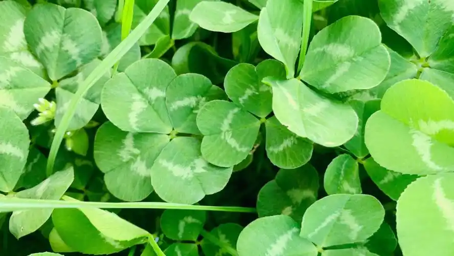 我找到四叶草的窝啦