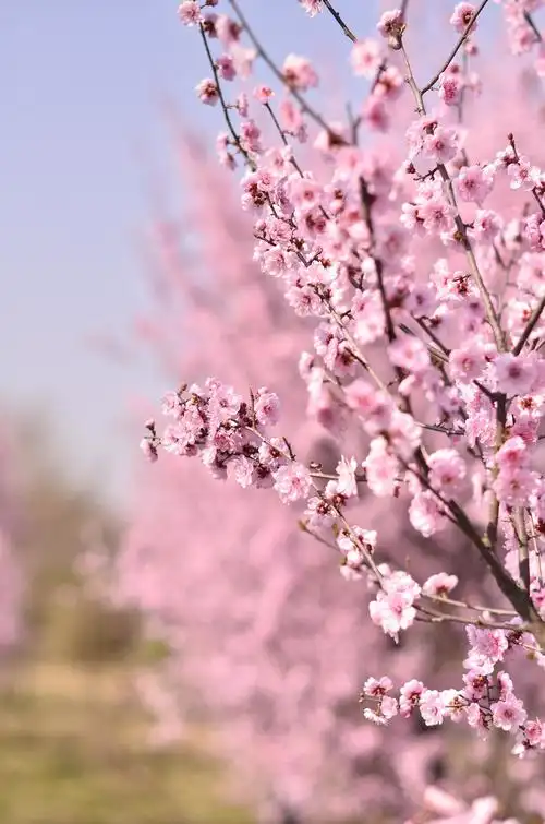 【图片16】桃花开了 真的很美--蜂鸟论坛照片套图