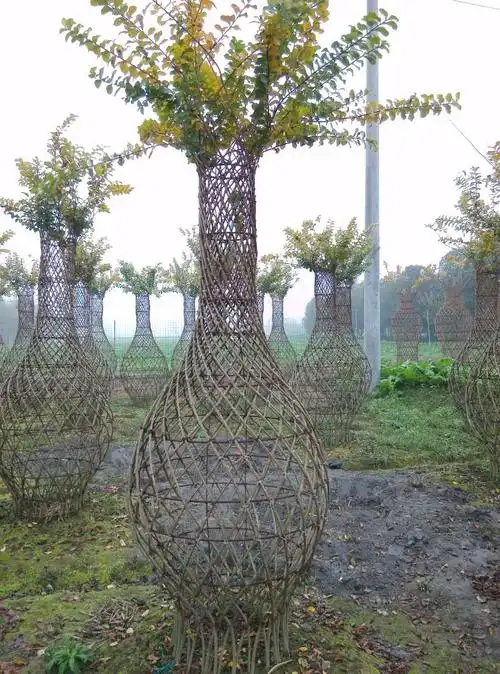 紫薇花瓶天球花瓶紫薇花瓶样式植物艺术造型