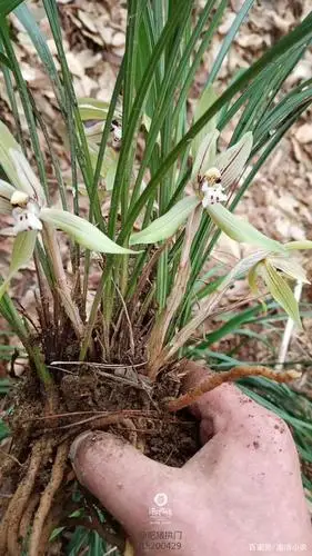 山上的兰花香.漂亮