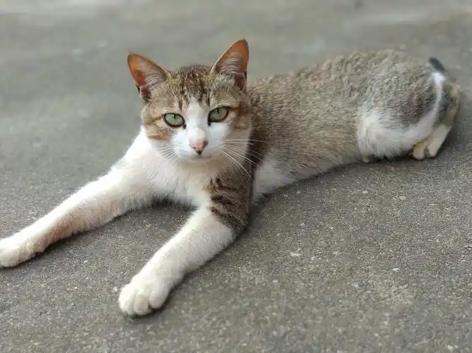 家里的小土猫长大了