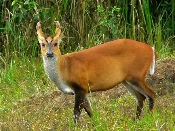 山麂为什么会叫 杭州余杭径山发现黑麂-图10