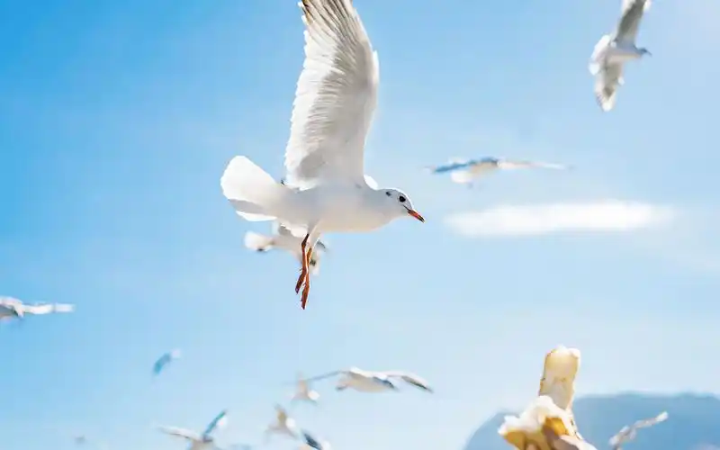 海鸥清新图片大全高清电脑桌面壁纸