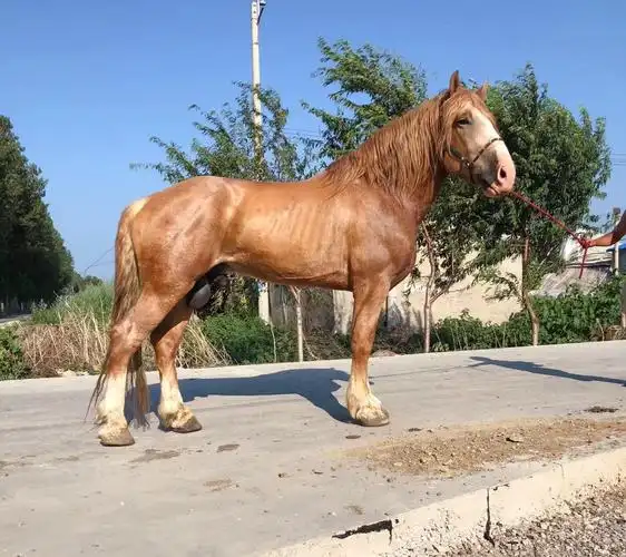 新到,庞然大物,重型种公马,四蹄踏雪,白流星,1.