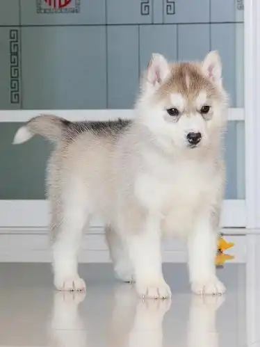 精品纯种哈士奇三把火蓝眼睛保健康纯种