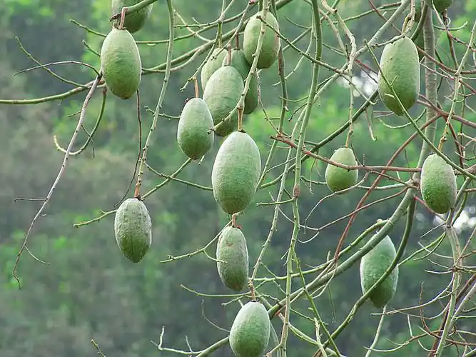 美丽异木棉(美人树),树上的是它的果实