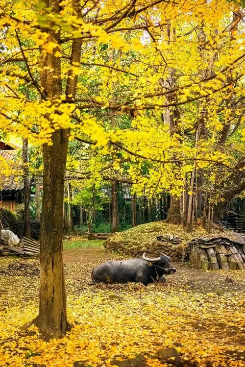 这50张照片,就是秋天一定要去旅行的全部理由!