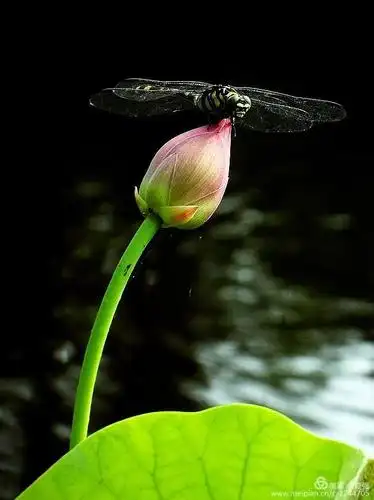 蜻蜓立于荷花头