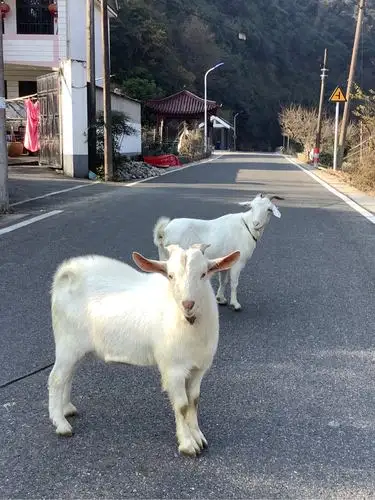 两只羊羊羊好奇地看着我,它们不知道,在见到我的半小时之前我所经历过