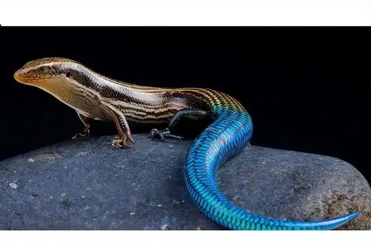 狗婆蛇可不是真的"蛇",而是属于爬行纲蜥蜴目石龙子科的一种动物,多