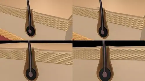 皮肤毛囊纵切面三维动画演示_max9_3dmax下载(编号:1932225)_3d模型