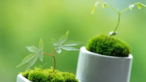 首页 桌面壁纸 唯美绿色新芽嫩叶摄影高清宽屏壁纸上一张下一张查看