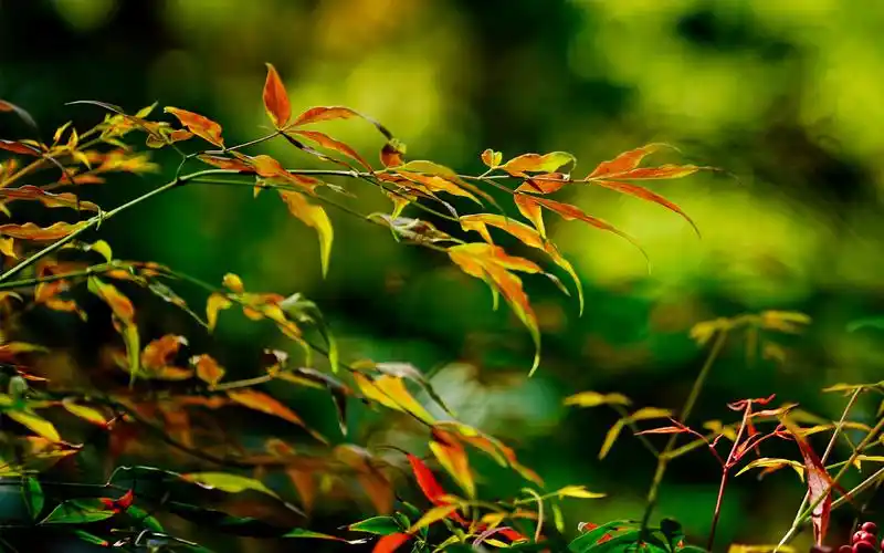 小清新绿色护眼风景高清壁纸