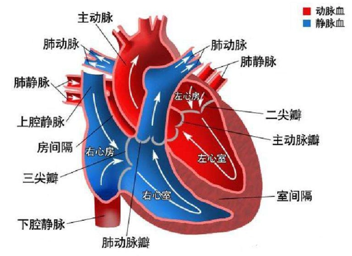 心脏结构示意图