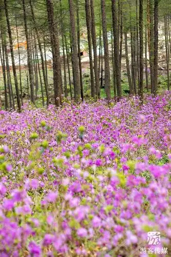 高山花园盛开杜鹃花