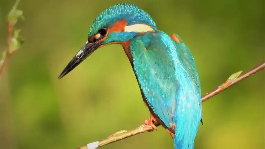 高清翠鸟图片大图2