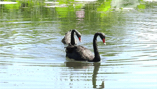 萌化!就在今天上午,绍兴这里惊现一群黑天鹅