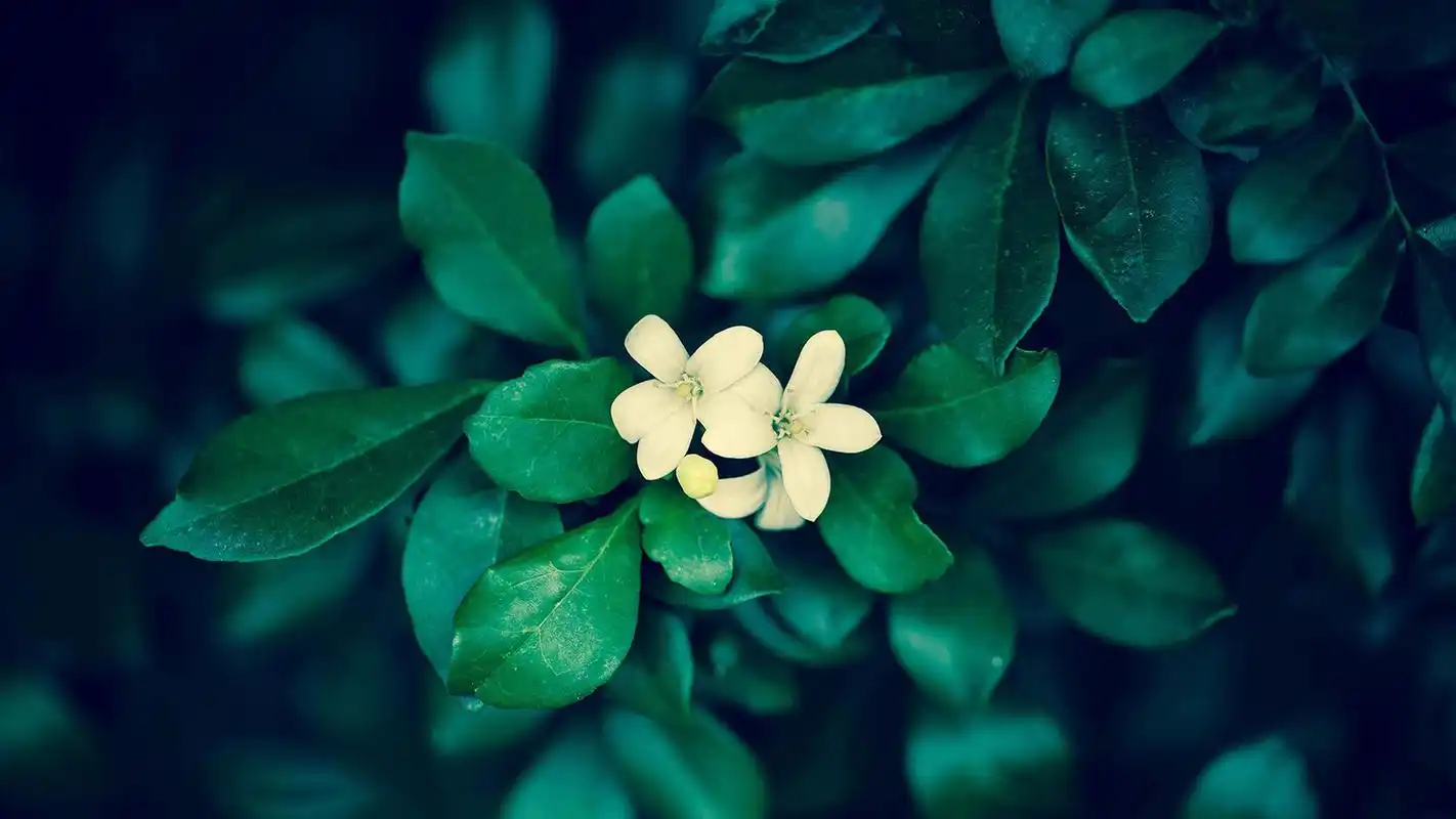 精美高清绿色护眼植物图片桌面壁纸