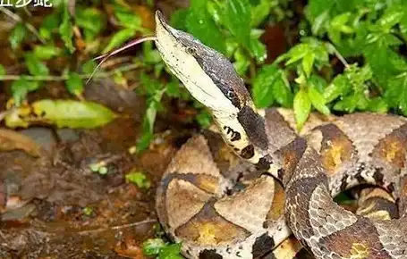 壁纸 动物 昆虫 蛇 桌面 480_306