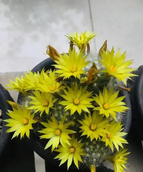 有种仙人球叫"芳香丸"可以用来看球,刺,花,香,既结实又好养